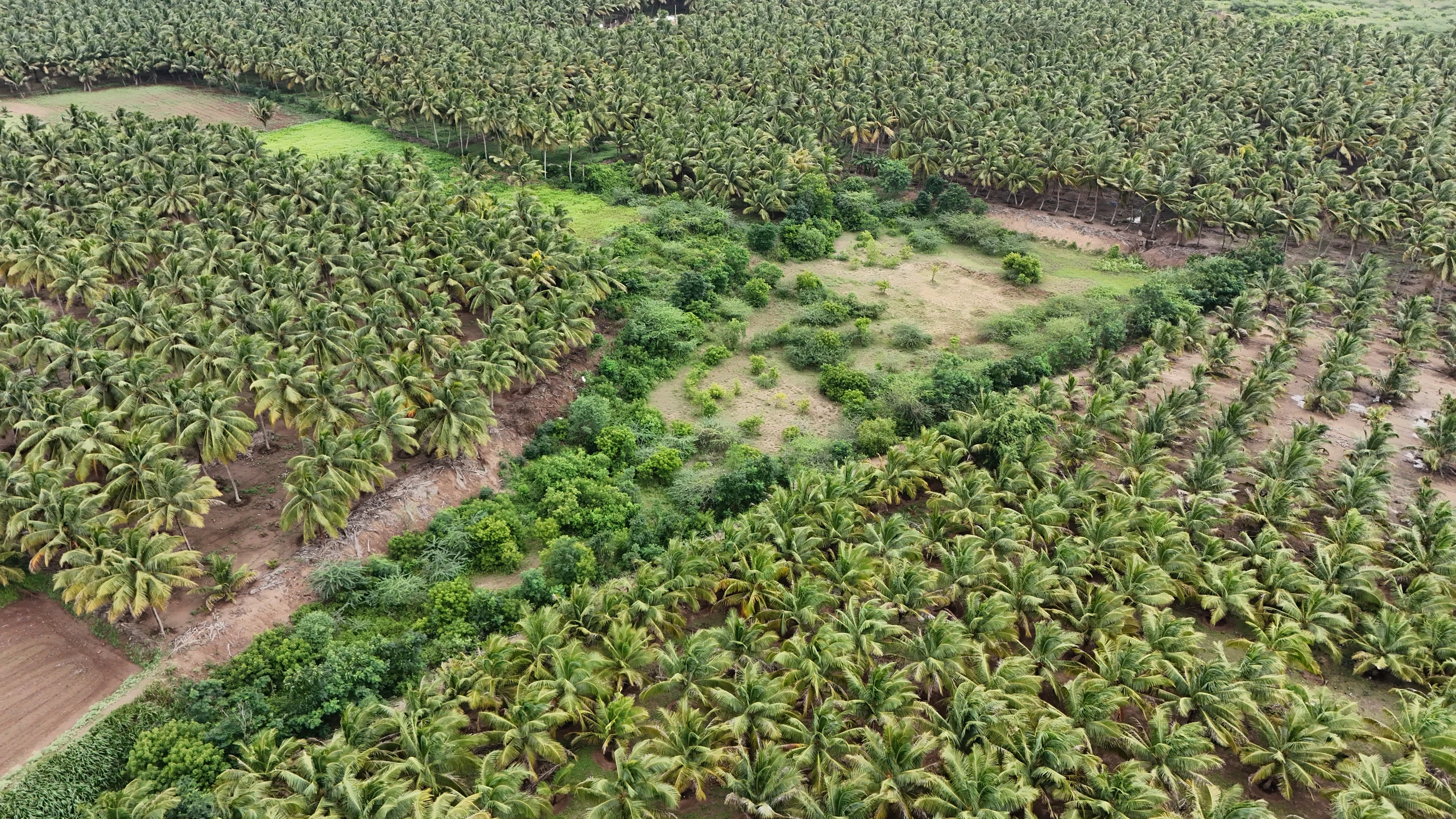 Vanam India Foundation Plantation Drive