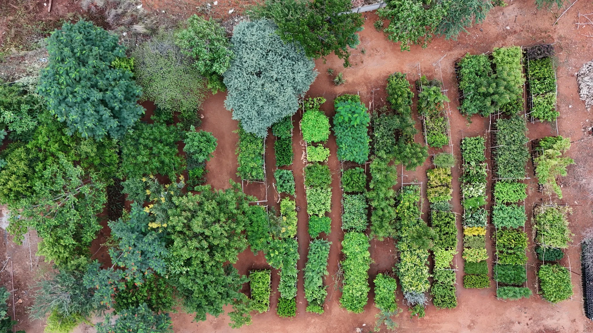 Vanam Foundation Native Plant Nursery